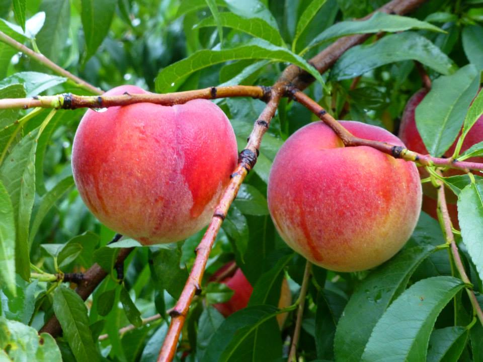 Apples
