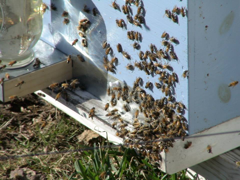Busy Bees