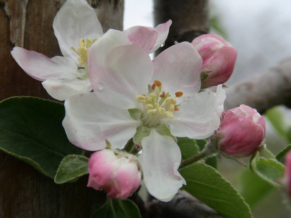 Apple blossom