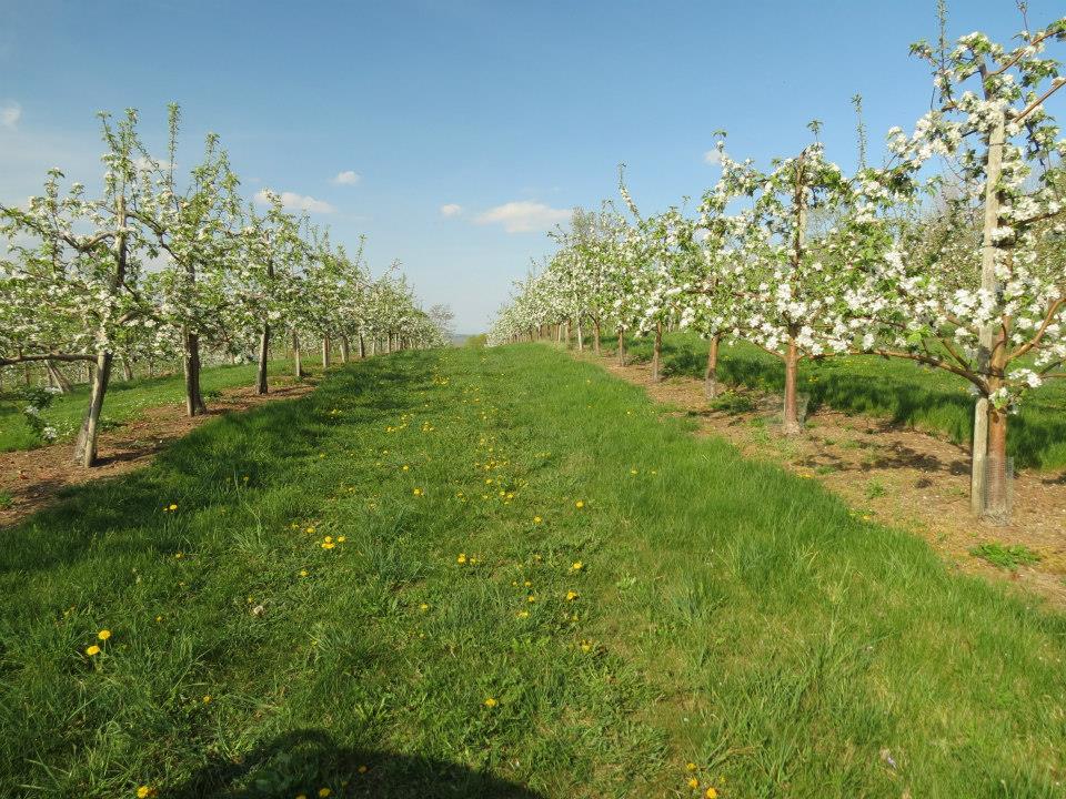 ApplesZoom