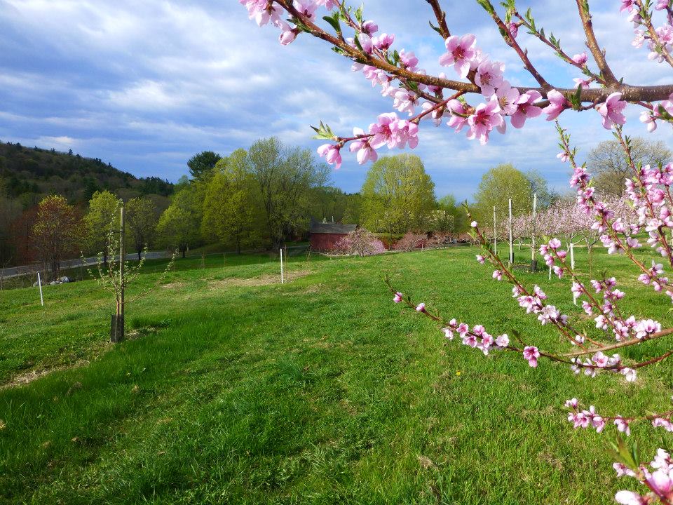 View from the Orchard