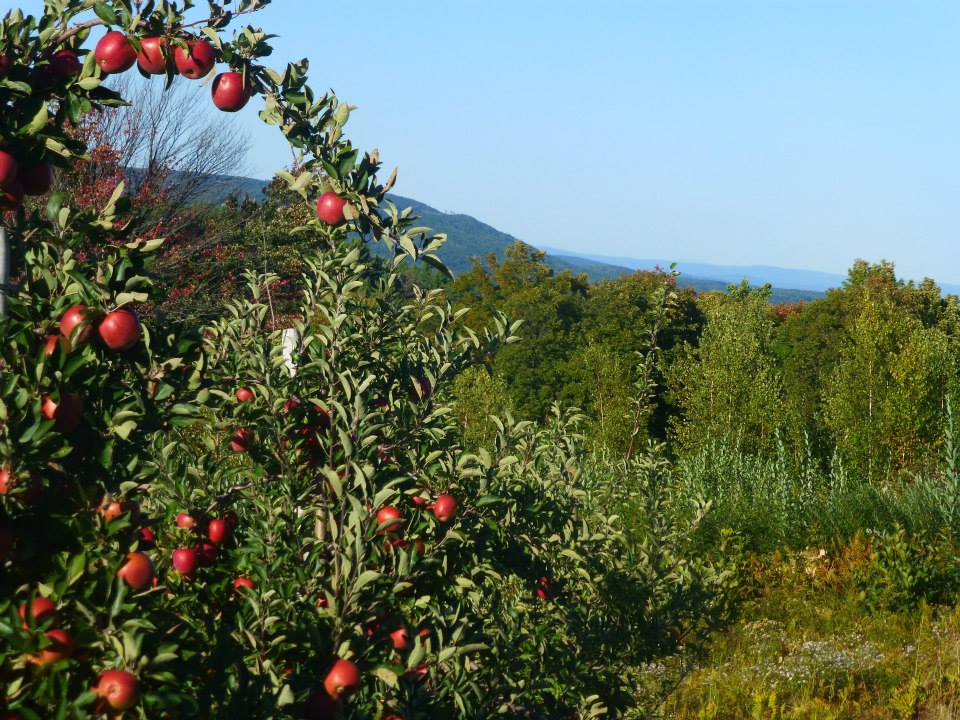 Orchard Row