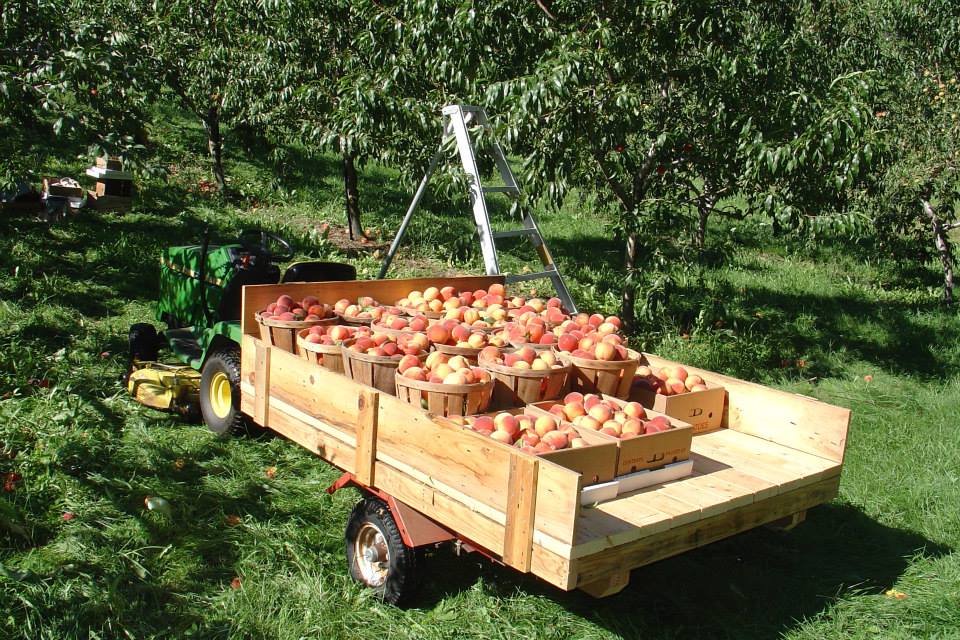 Harvest